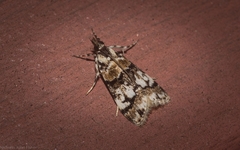 Scoparia charopoea