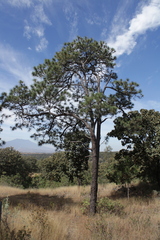 Pinus oocarpa