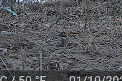 Emberiza rustica