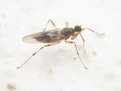 Hybotidae