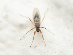 Hybotidae