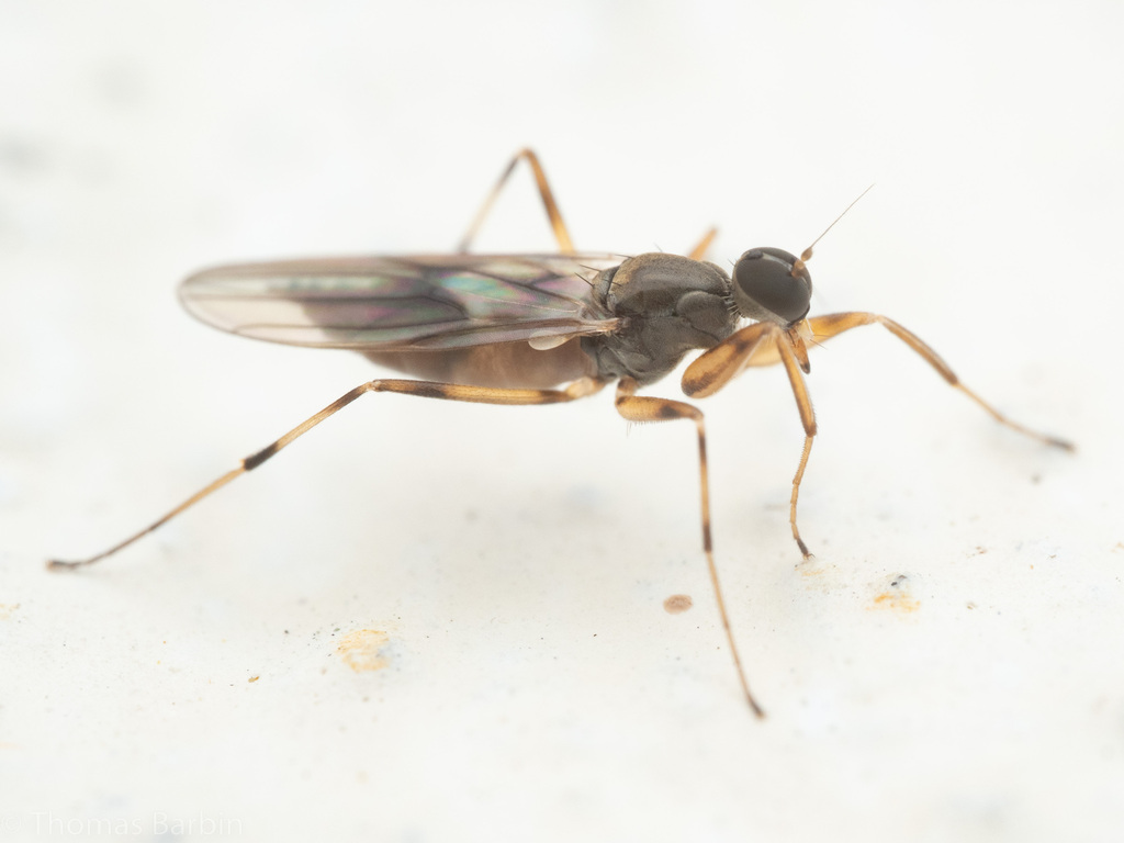 Tachypeza inusta