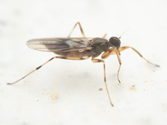 Hybotidae