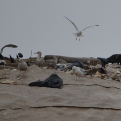 Larus argentatus