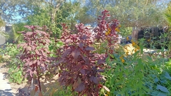 Amaranthus hypochondriacus