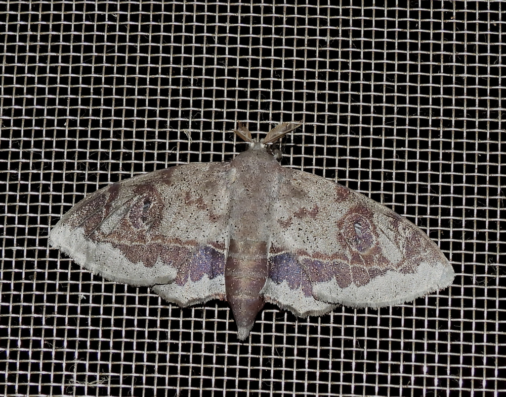 Mimallo amilia