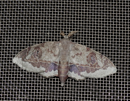 Mimallo amilia
