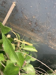 Pseudomantis albofimbriata