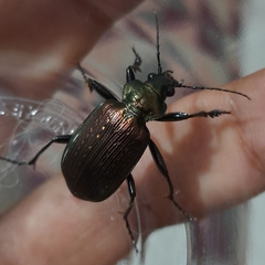 Calosoma alternans