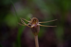 Arachnitis uniflora