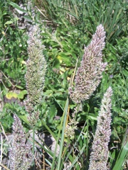 Poa bonariensis