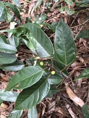 Ficus sarmentosa nipponica
