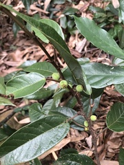 Ficus sarmentosa nipponica