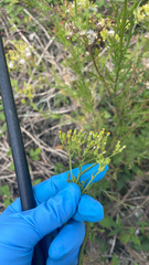 Senecio bipinnatisectus