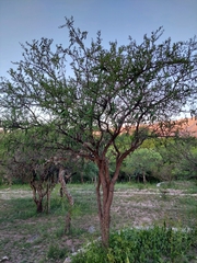 Vachellia astringens
