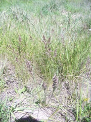 Poa bonariensis