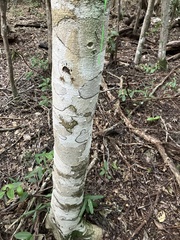 Drypetes diversifolia