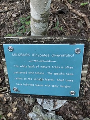 Drypetes diversifolia