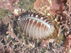 Pusula solandri