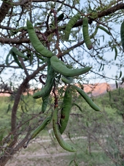 Vachellia astringens