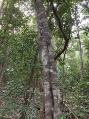 Amyris elemifera
