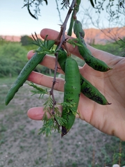 Vachellia astringens