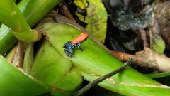 Ranitomeya reticulata