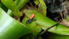 Ranitomeya reticulata