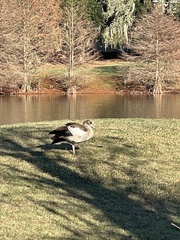 Alopochen aegyptiaca