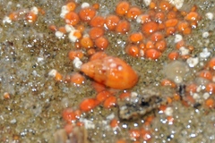 Amphissa versicolor