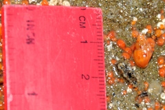 Amphissa versicolor