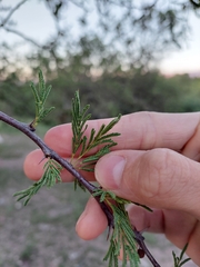 Vachellia astringens