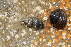 Amphissa versicolor
