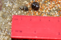 Amphissa versicolor
