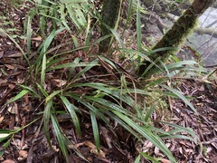 Calanthe angustifolia