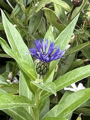 Centaurea montana
