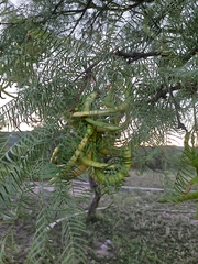 Prosopis chilensis