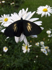 Altinote ozomene nox