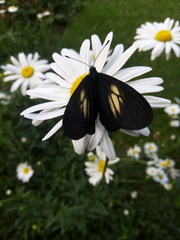 Altinote ozomene nox