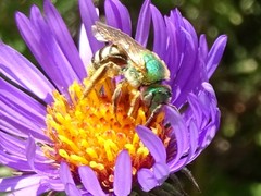 Agapostemon virescens
