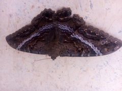 Ascalapha odorata