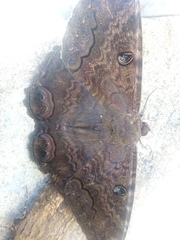 Ascalapha odorata