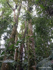 Magnolia hernandezii