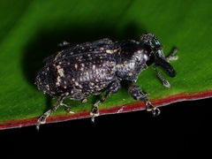 Hylobiina