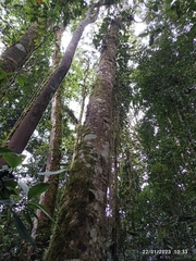 Magnolia hernandezii