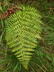 Dryopteris hawaiiensis