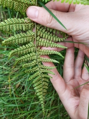 Dryopteris hawaiiensis