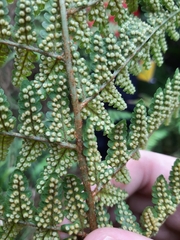 Dryopteris hawaiiensis