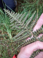 Dryopteris hawaiiensis