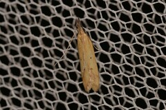 Dichomeris acuminatus